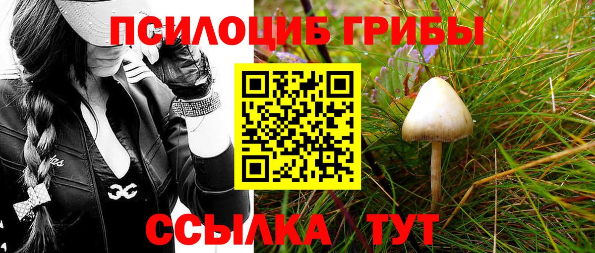 Псилоцибиновые грибы прущие грибы Сокол